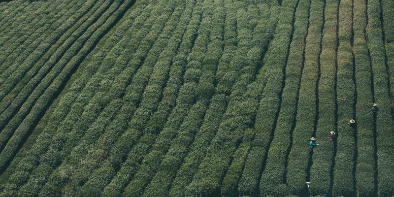 AI驱动的网络异常检测与自愈系统：技术教程与实战分享
