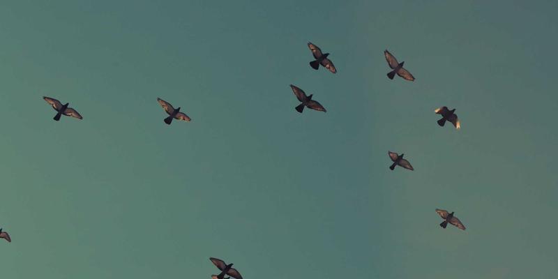 M-FETI与网络遥测技术：实时数据采集如何重塑网络运维与安全新范式