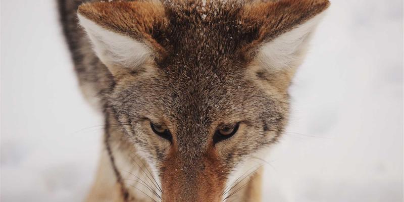 网络功能虚拟化(NFV)如何通过技术共享与M-FETI架构降低运营商成本并提升服务灵活性